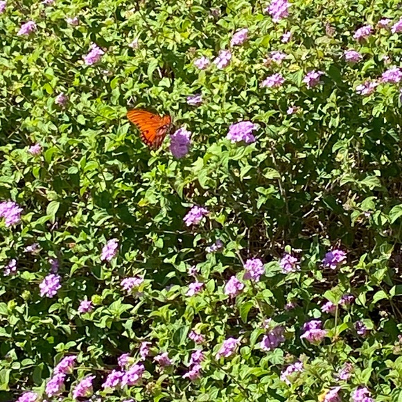 NO BID — Pvpoetry is LIVE with College Funding - Picture 3 of 3